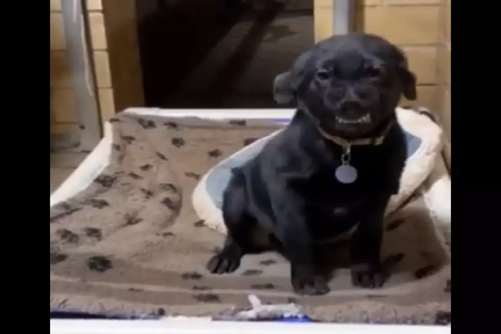 Pup Hopes His Pearly Whites Will Land Him a Forever Home