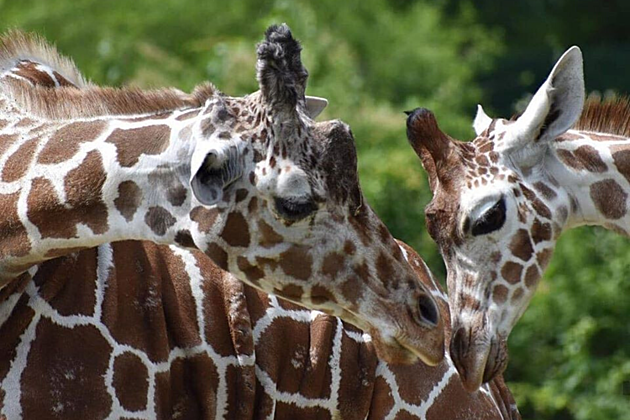 Cape May Zoo Starts Virtual Zoo During Coronavirus