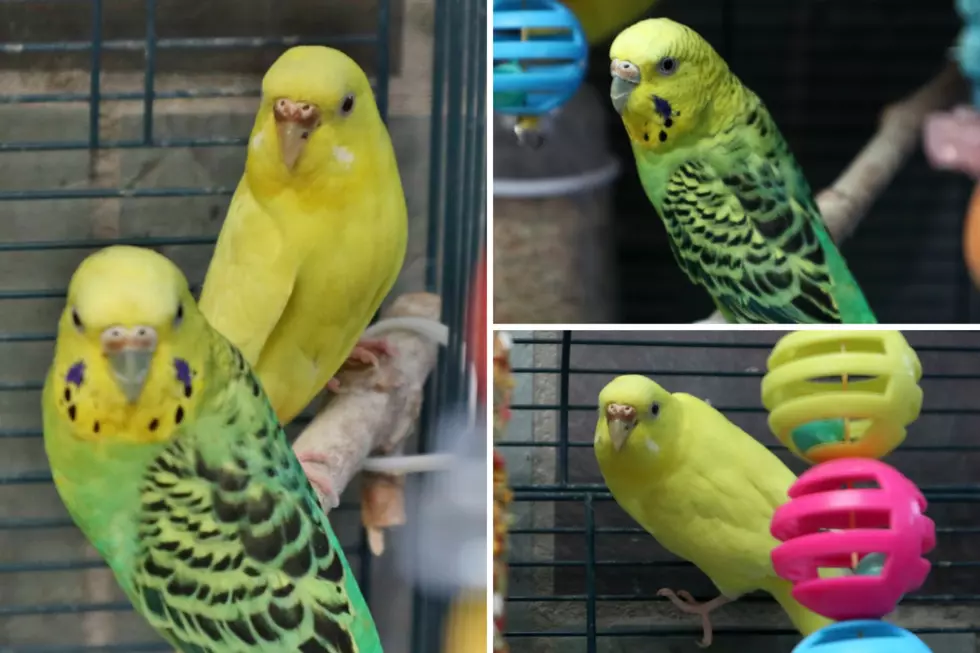 Peeps and Dandelion, South Jersey Parakeets Looking for New Home