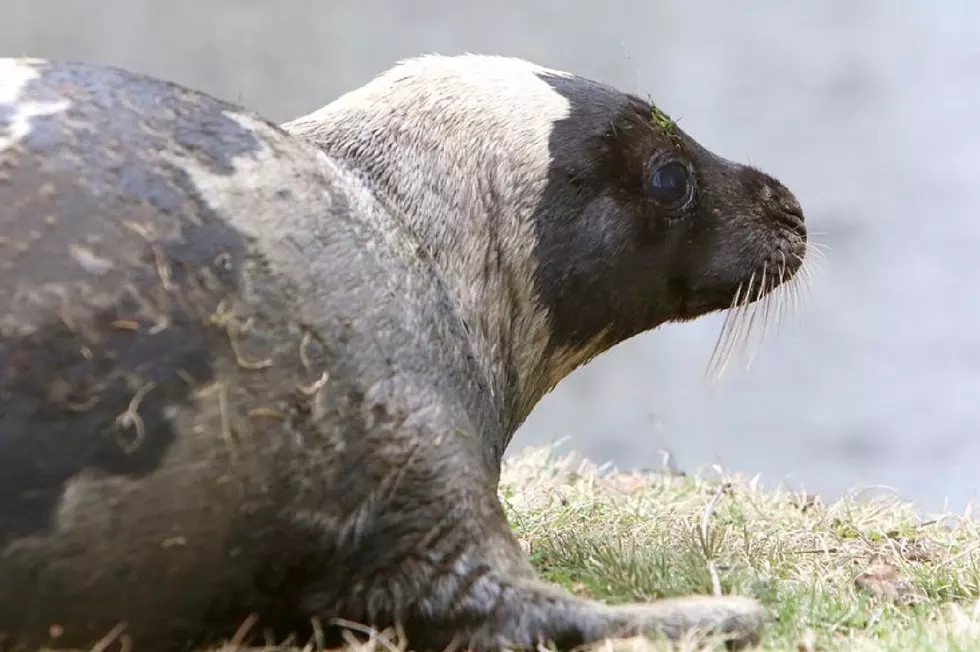 Seal Found In Shrewsbury Duck Pond Last Month Dies