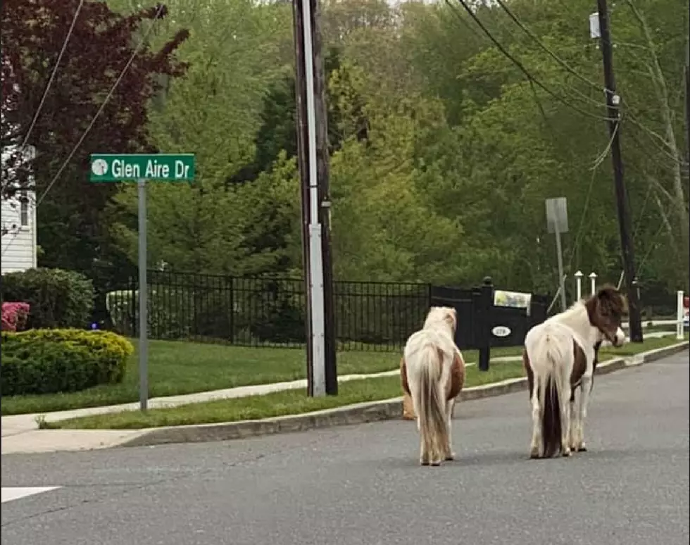 Horses Take a Morning Stroll in Egg Harbor Township