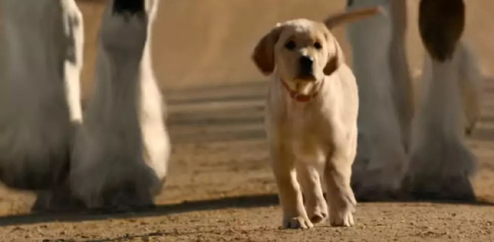 WATCH: New Budweiser Spot Reunites Clydesdales and Lab Puppy