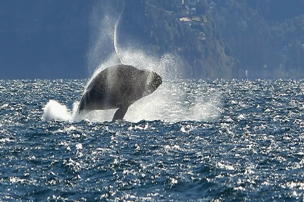 Humpback Whale Spotted Off Coast of Sea Isle