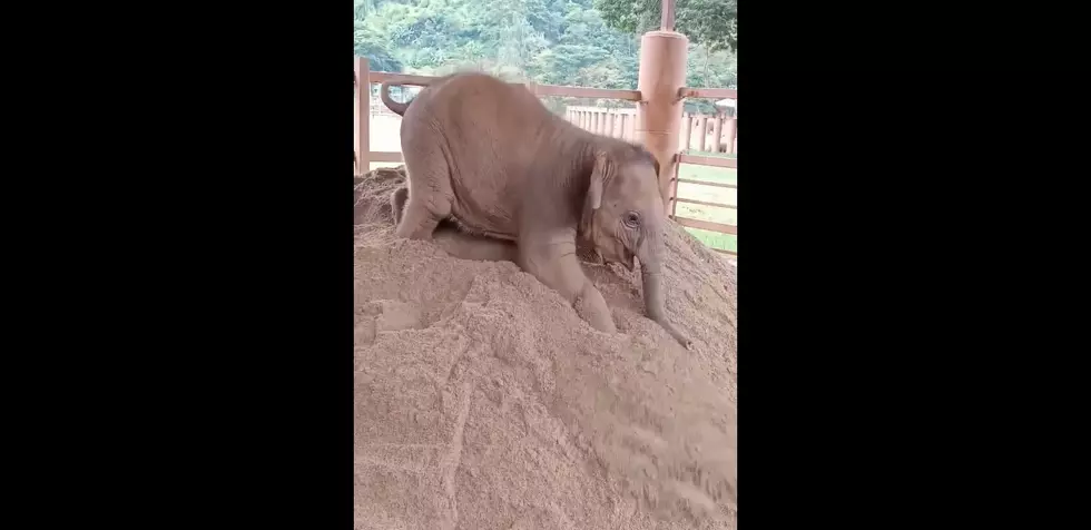 Try Not To Smile At This Baby Elephant Playing In The Sand