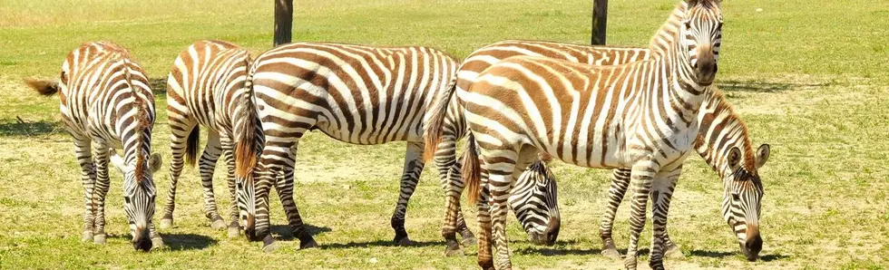 Name The Baby Zebra From The Cape May Zoo