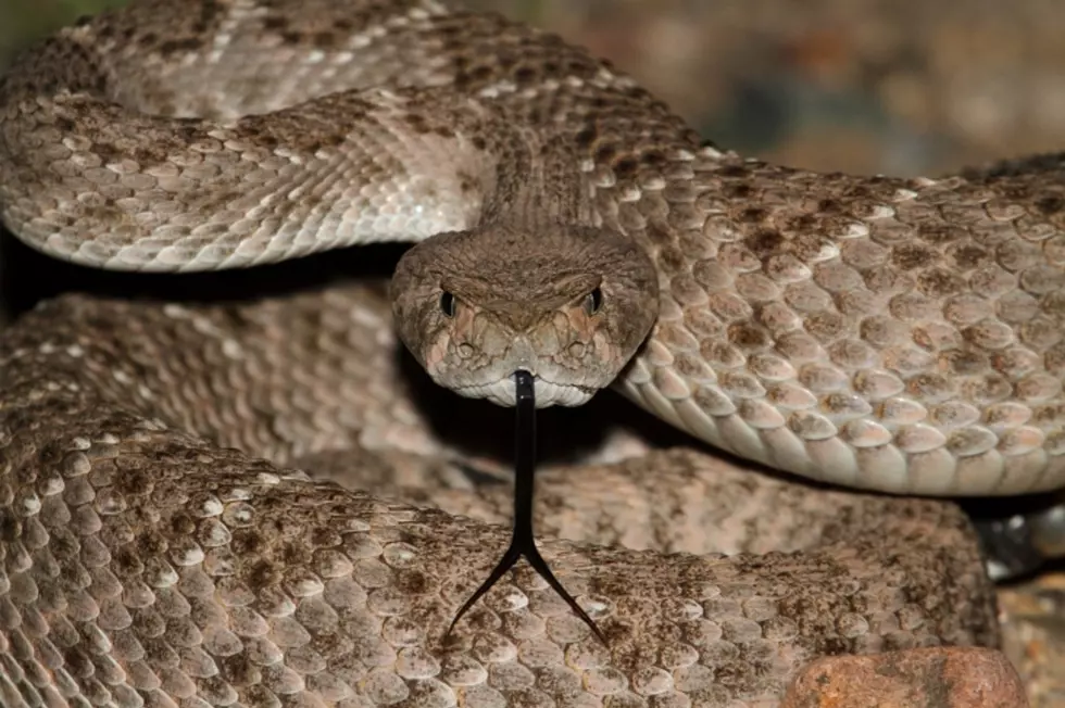 4-Foot Snake Pulled From Woman's Mouth