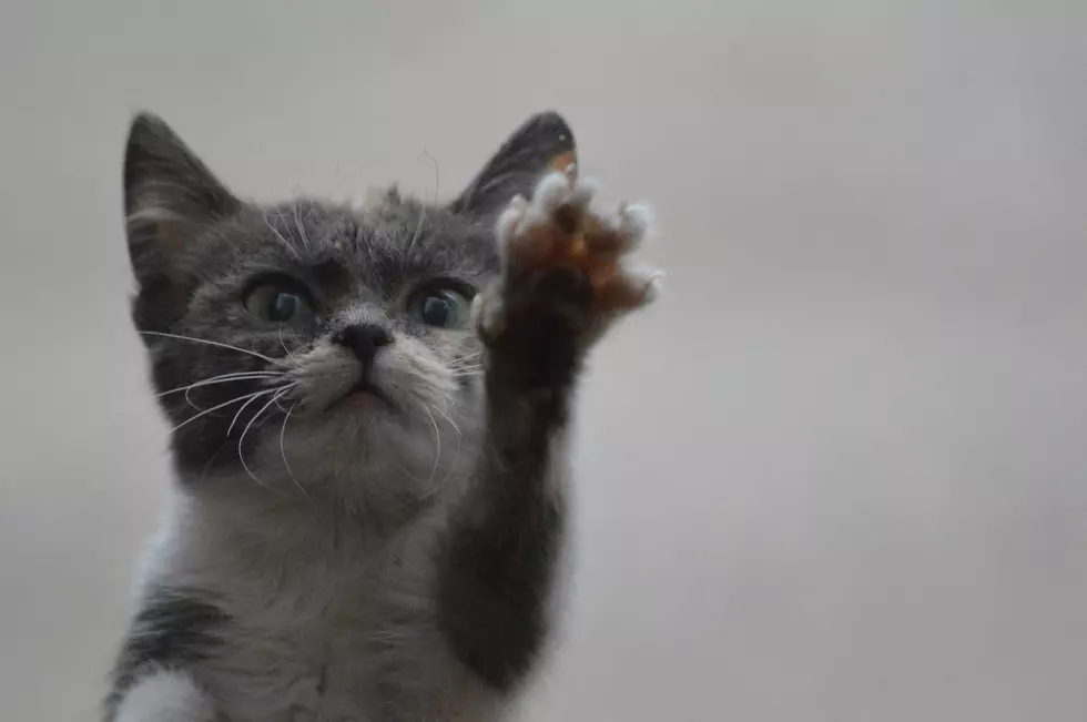 Kitten’s Will To Live Inspires Thousands On National Cat Day