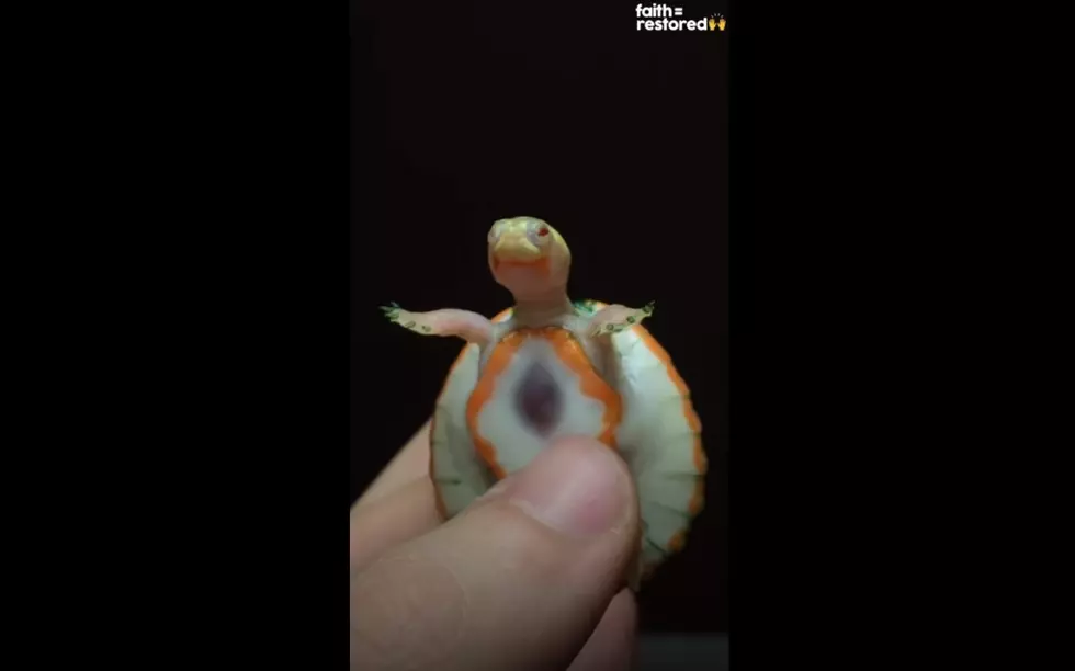 Turtle With Exposed Heart Lives Thanks To Her Human Dad