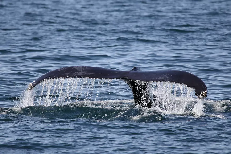 Cape May Named One of Best Spots in US for Whale Watching