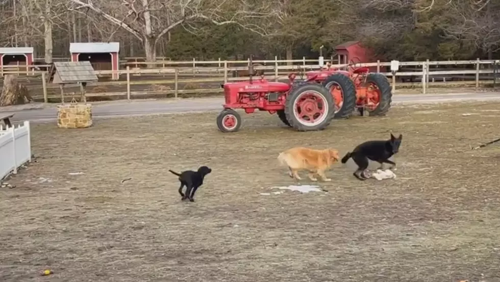 Funny Farm Rescue's Latest Video Shows Progress Of Rehabbed Pups
