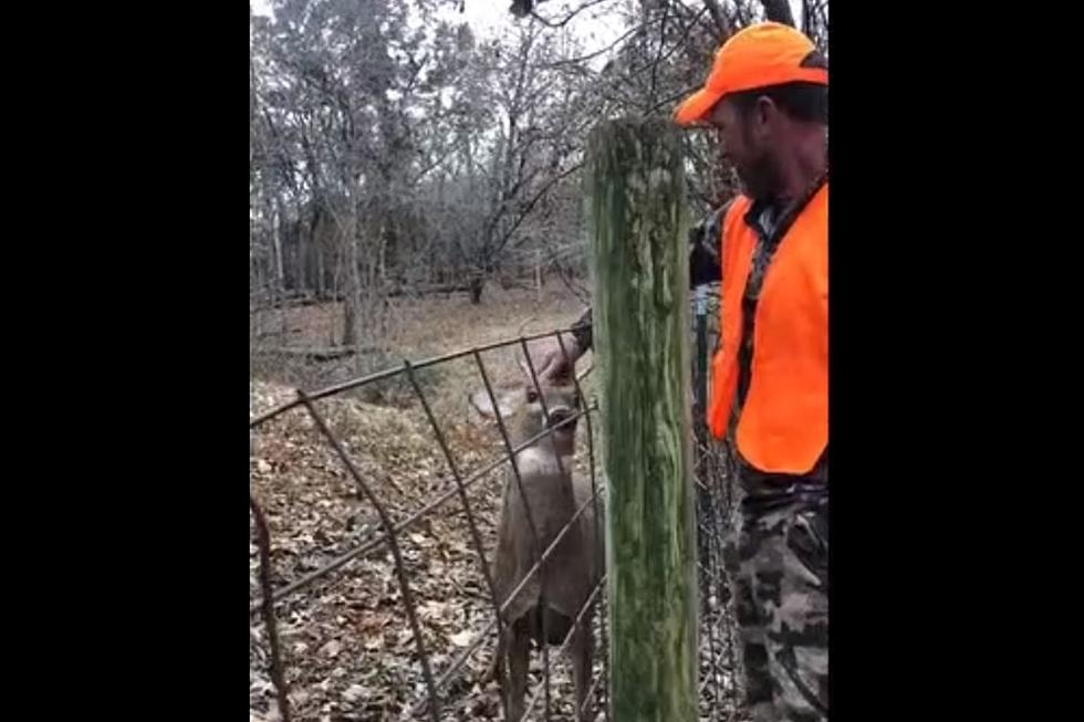 Hunter Frees Young Buck Caught In Fence