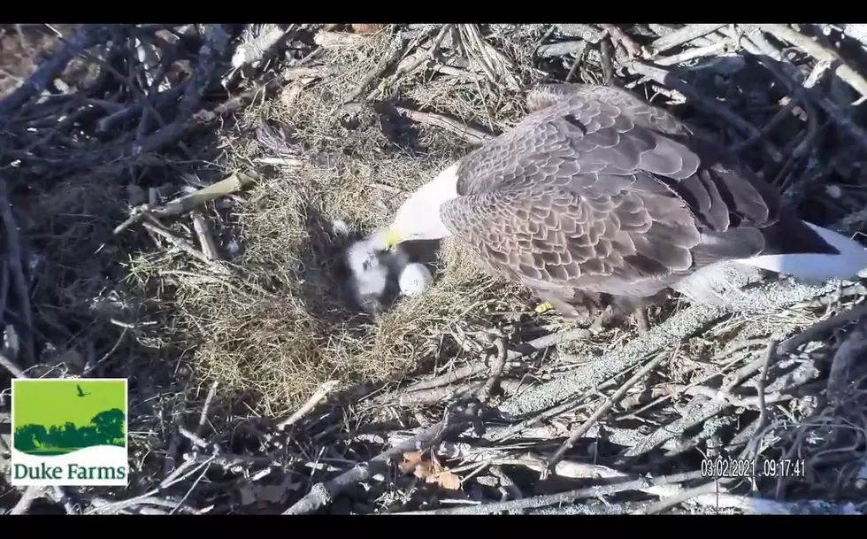 Say Hello To New Jersey's Newest Residents: Two Baby Bald Eagles