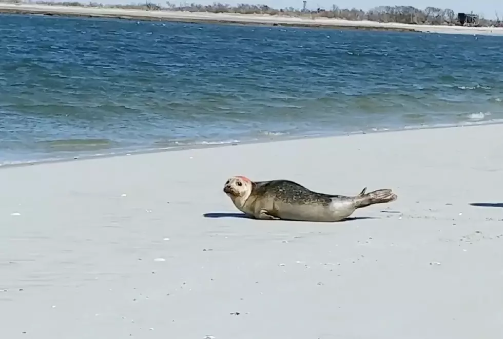 Stranding Center Warns Public To Keep Away From Seals
