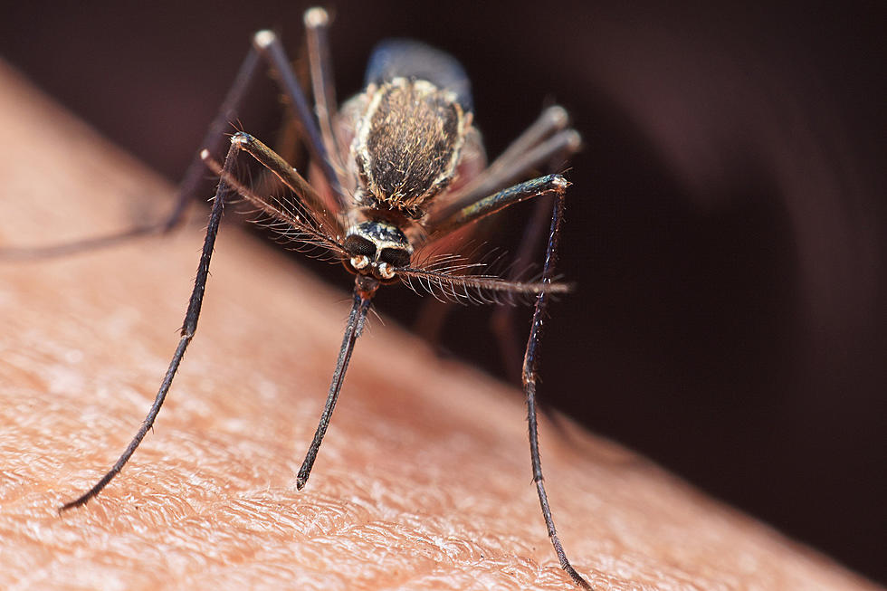 Brace Yourself, South Jersey: The Mosquitoes Might Be Bad This Year