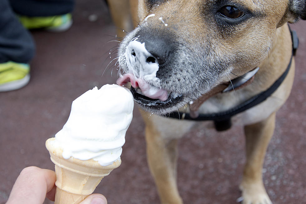 South Jersey Gets First Doggy Ice Cream Shop In Stone Harbor