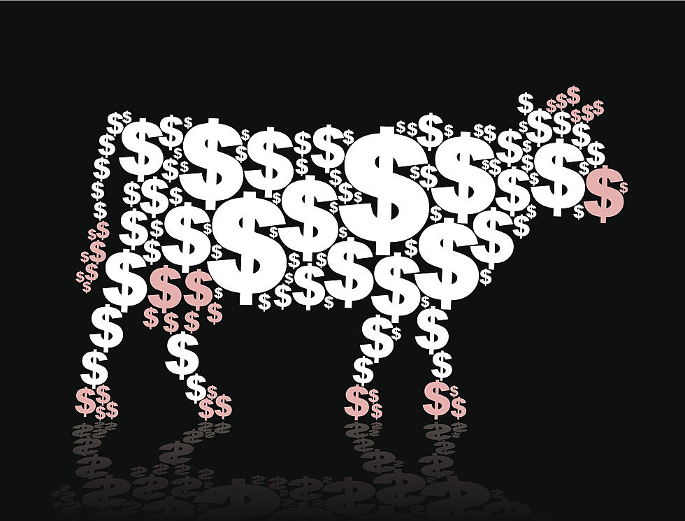 Cat Country's Cash Cow Has Your Chance to Win $10,000 Cash