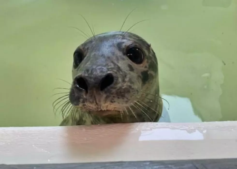 Marine Mammal Stranding Center Says Rescued Seal Died