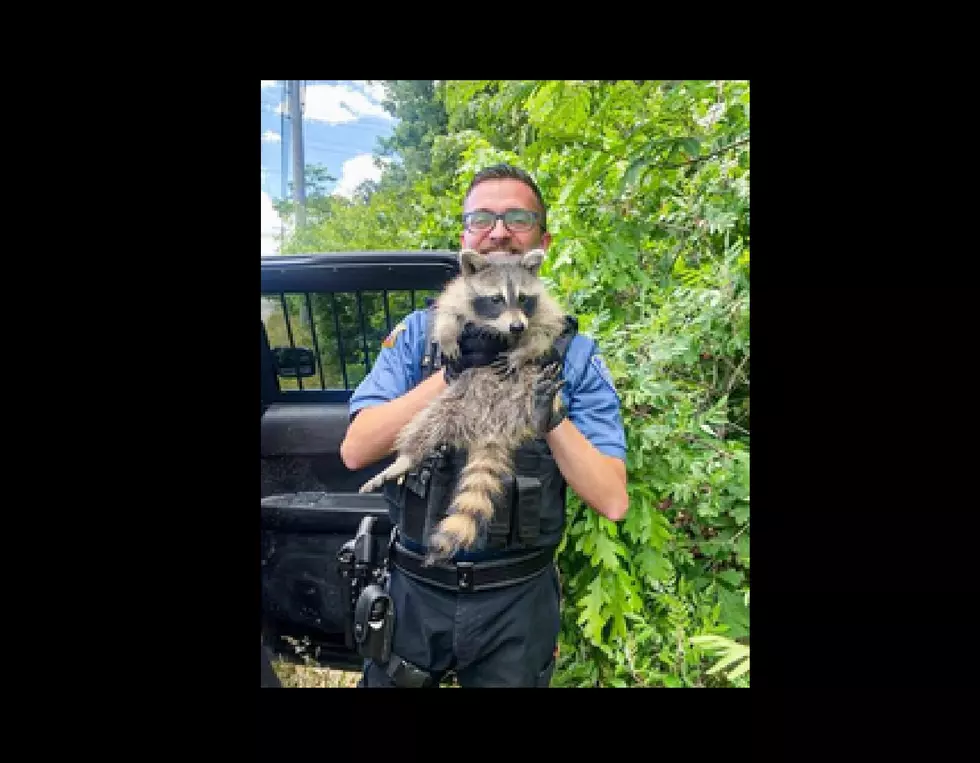 Middle Twp and Egg Harbor City Cops Have Unique Animal Encounters