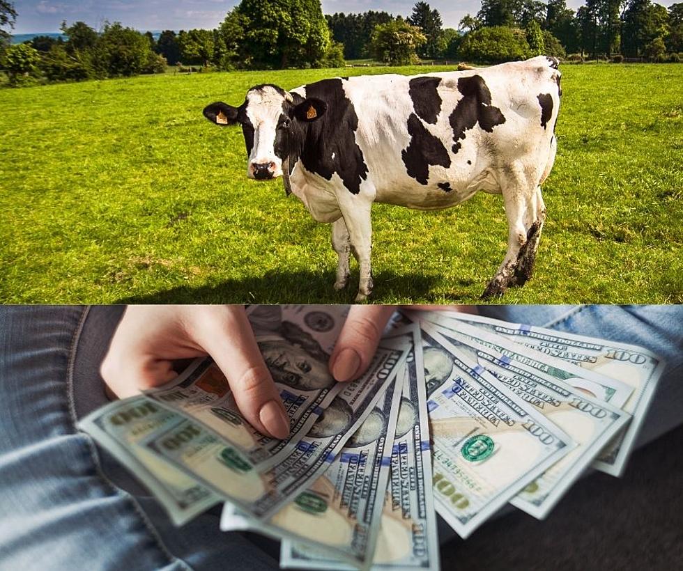 Win $10,000 in The Cash Cow Contest