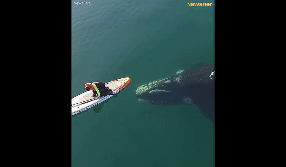 South Jersey Paddleboarder Vs. Whale: Who's Winning?