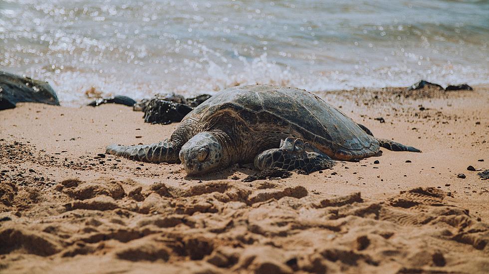 Marine Mammal Stranding Center Asks For Your Help With Searching For Sea Turtles