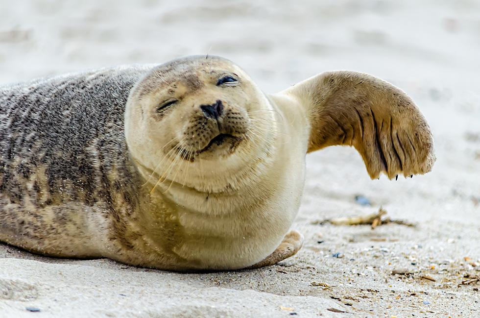 If You See A Seal Do One Of These 3 Things On The Beach, BACK UP!