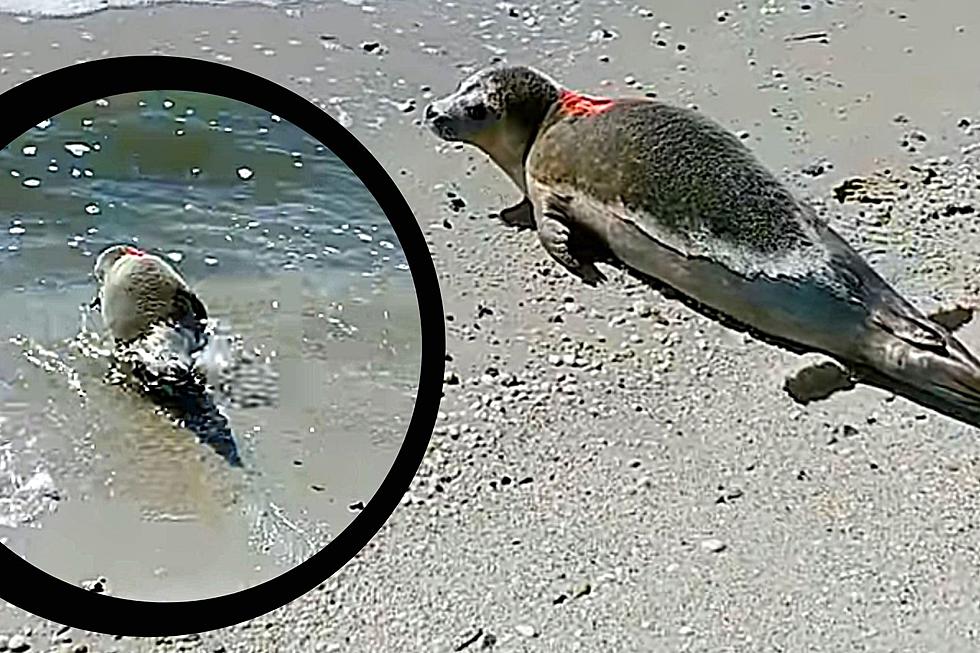 Cute Seal Back In Water Thanks To Marine Mammal Stranding Center