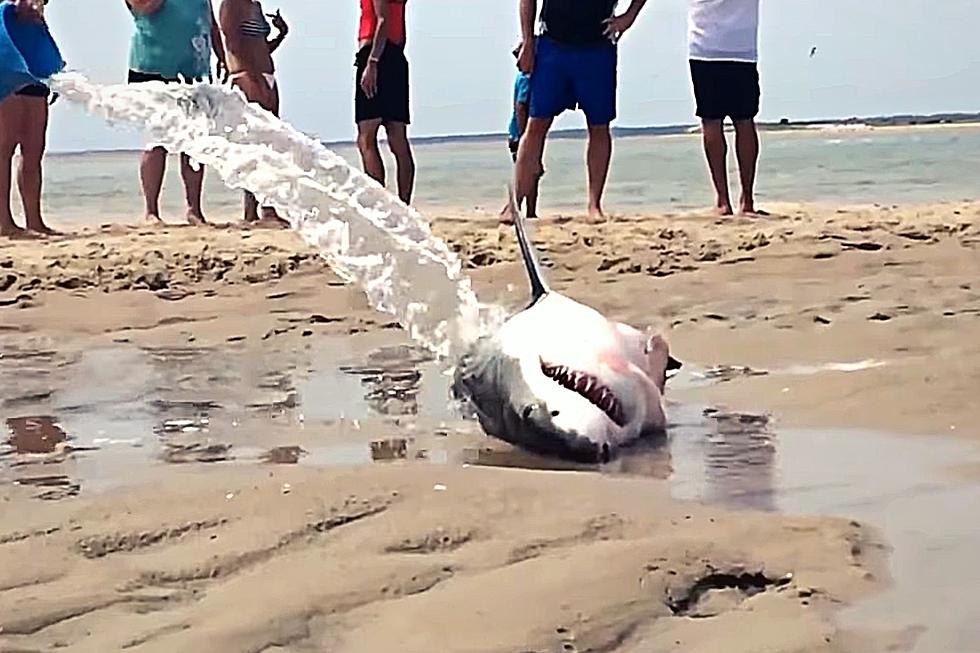 Great White Shark Rescued From Beach By Some Good Samaritans