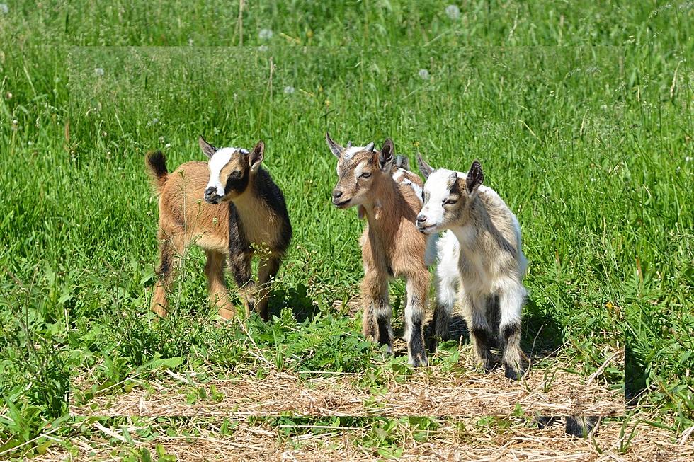 You Can Play With Baby Goats At Popular Egg Harbor City Yoga Spot