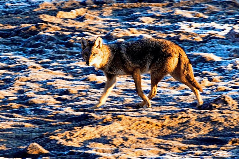 Startling New Video Shows Wildwood, NJ Coyotes Are On The Move