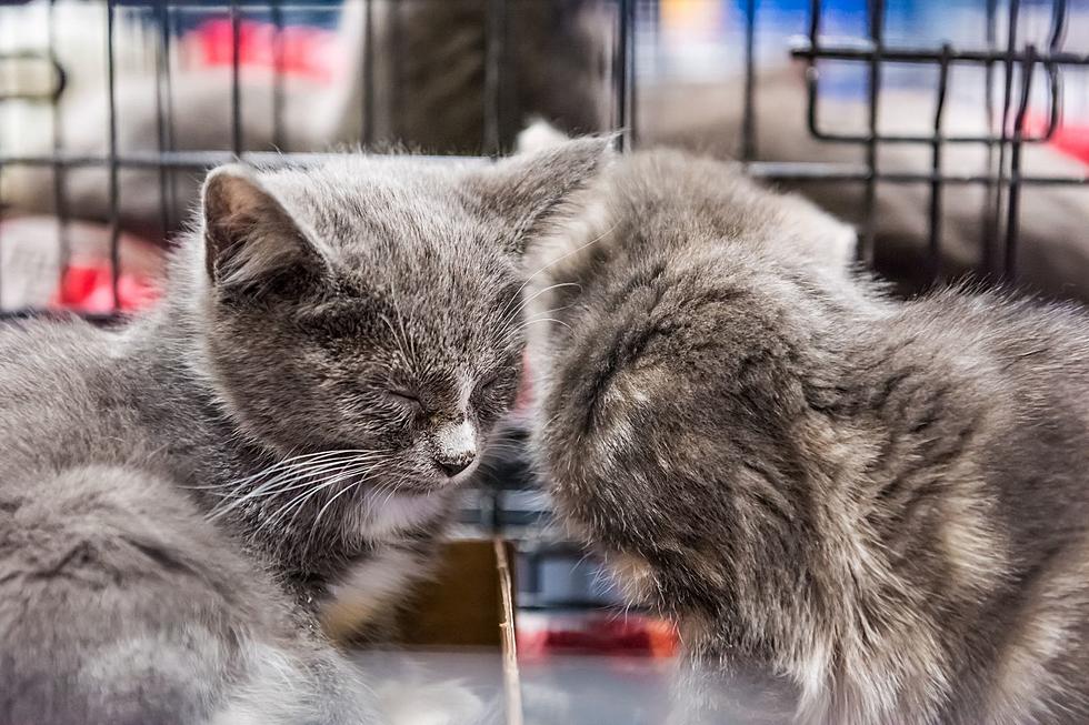 Best Job Ever? Be A Kitten Cuddler At South Jersey Animal Shelter