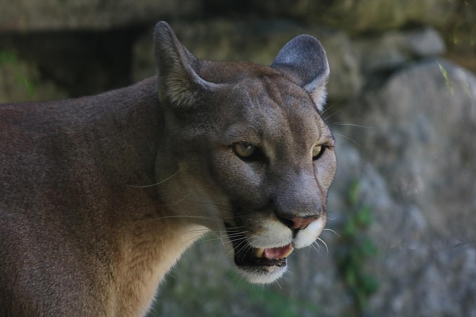 Are There Cougars Roaming In South Jersey? More Claim Yes