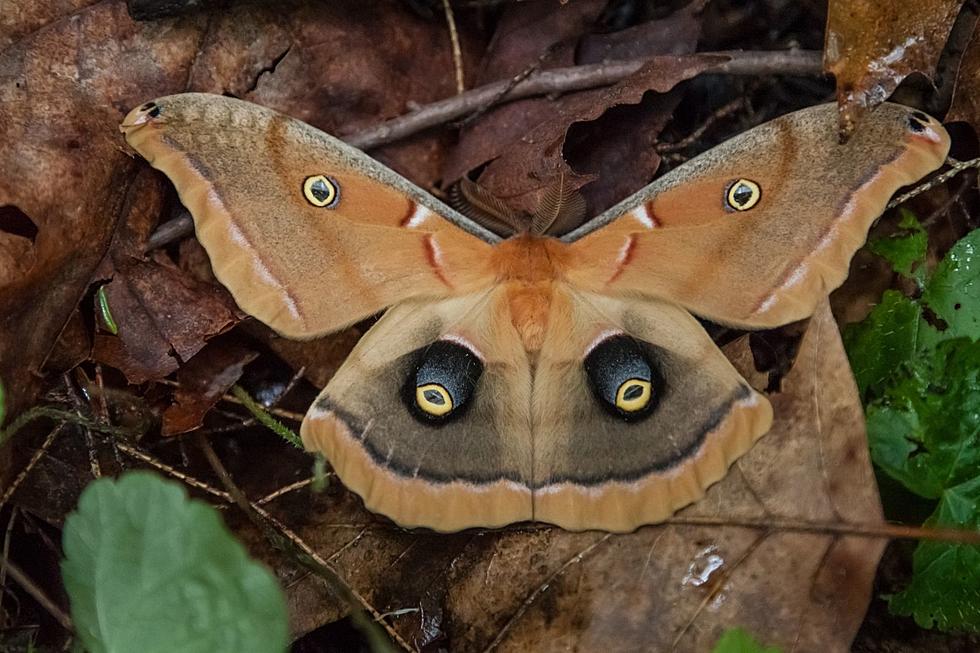 Watch Out For Flying Eyeballs! Meet One Of NJ's Giant Silk Moths