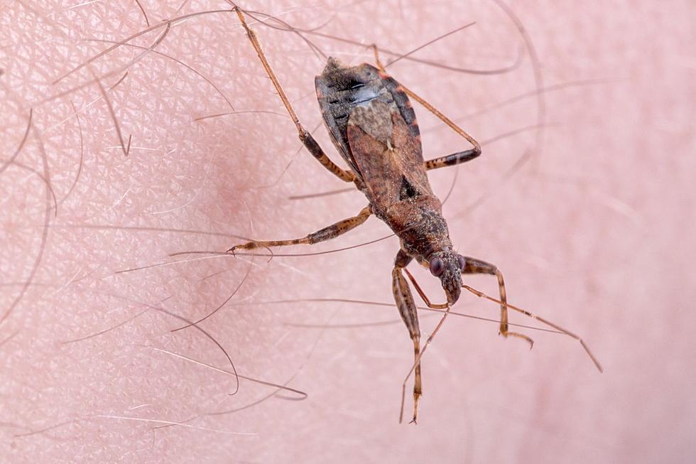 It's Almost Time For NJ To Watch Out For Kissing Bugs