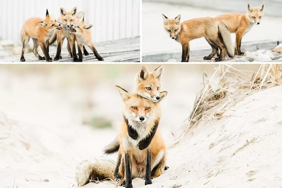 NJ Is SO Beautiful! Stunning Photos Of Foxes Playing In Ocean City, NJ