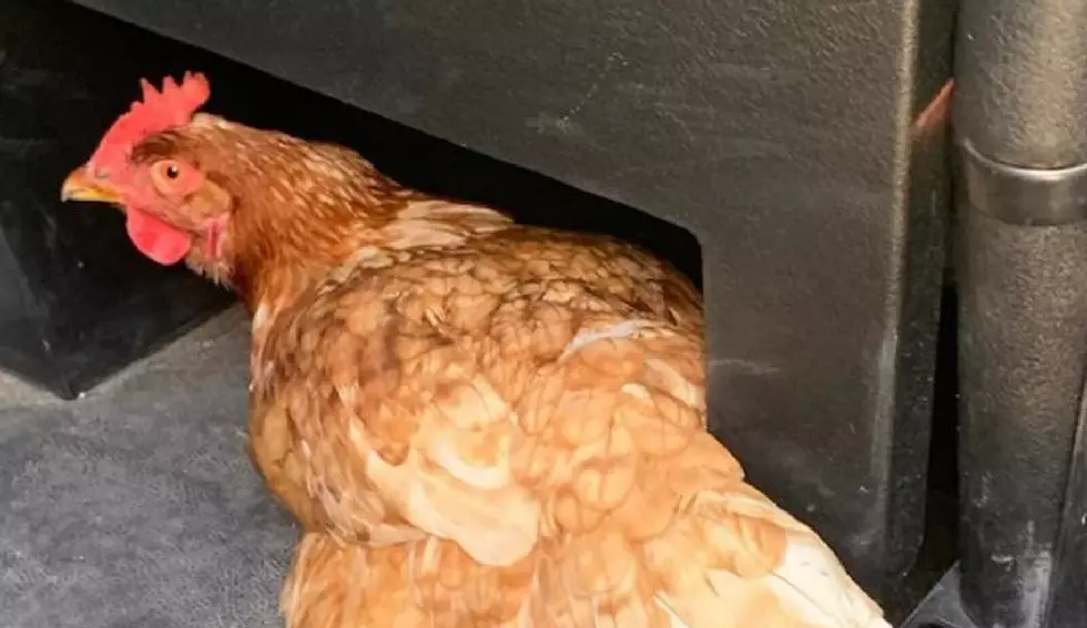 Millville Cop Saves Chicken From Certain Doom at KFC and Chick-Fil-A