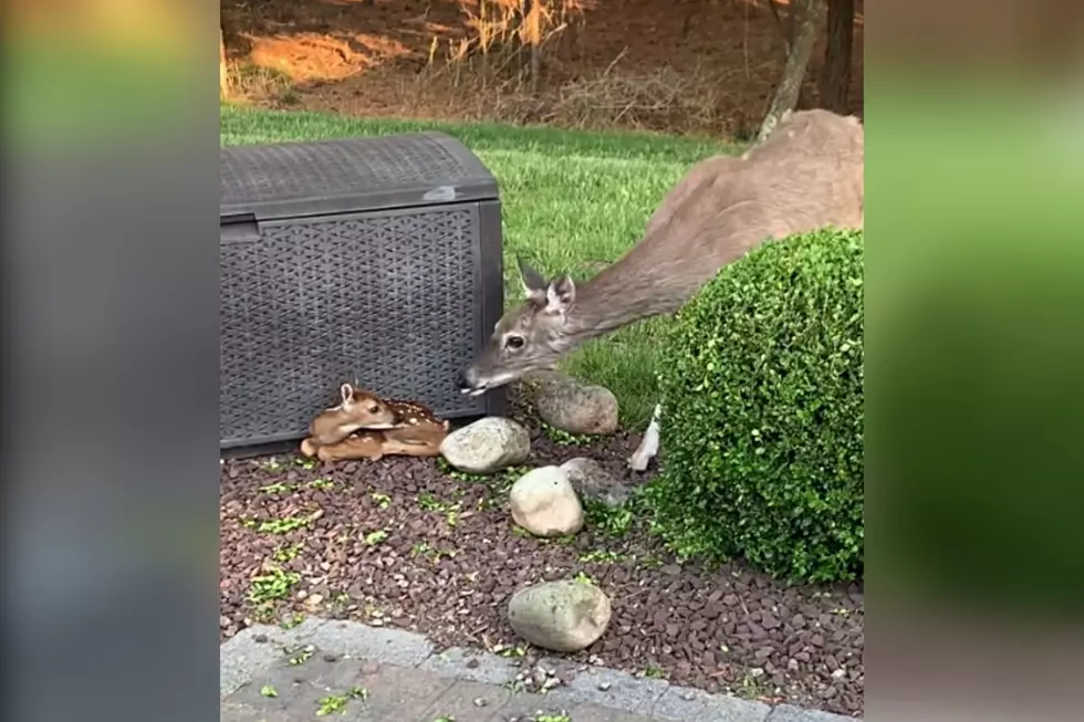 Garden State Tiktoker Shares Viral Video Of Deer Bringing Her Fawn To NJ Backyard
