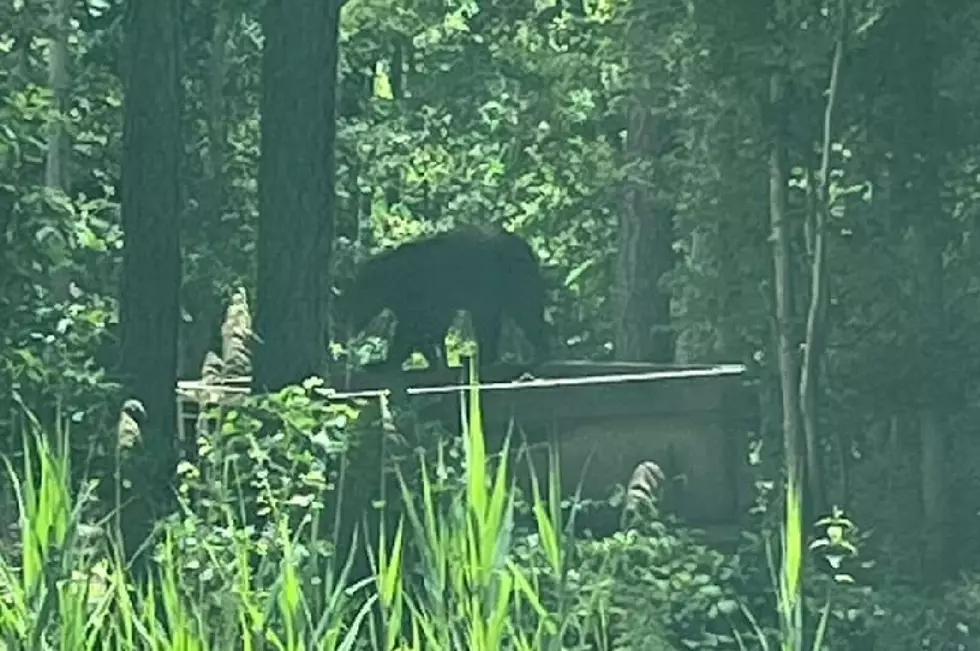 More Bear Sightings in Manahawkin and in Monroe Township NJ