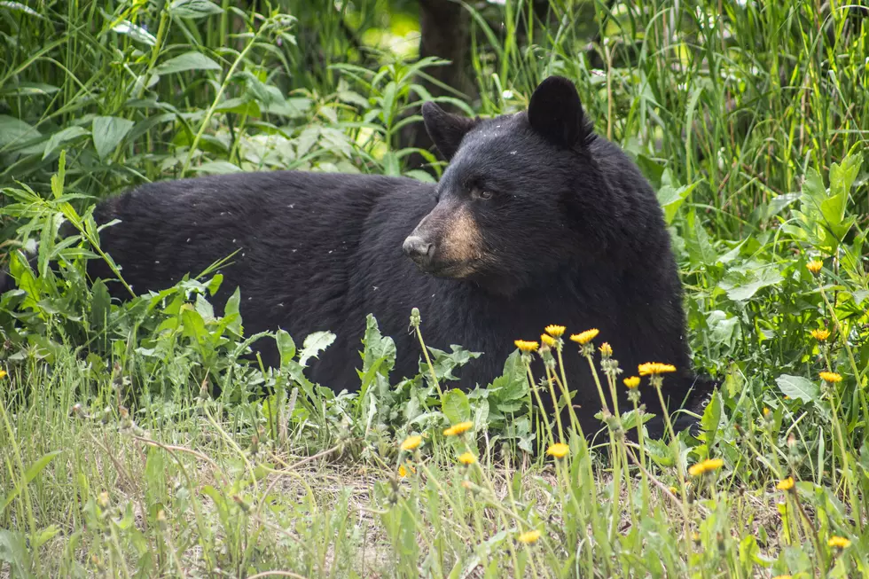 Bear in Little Egg Harbor: Park Service Has Hilarious What Not to Do Tip
