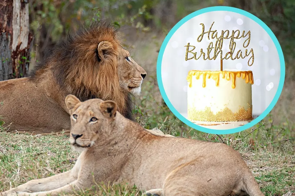 Wish Lex and Bella, The Lions At The Cape May Zoo, A Happy Birthday