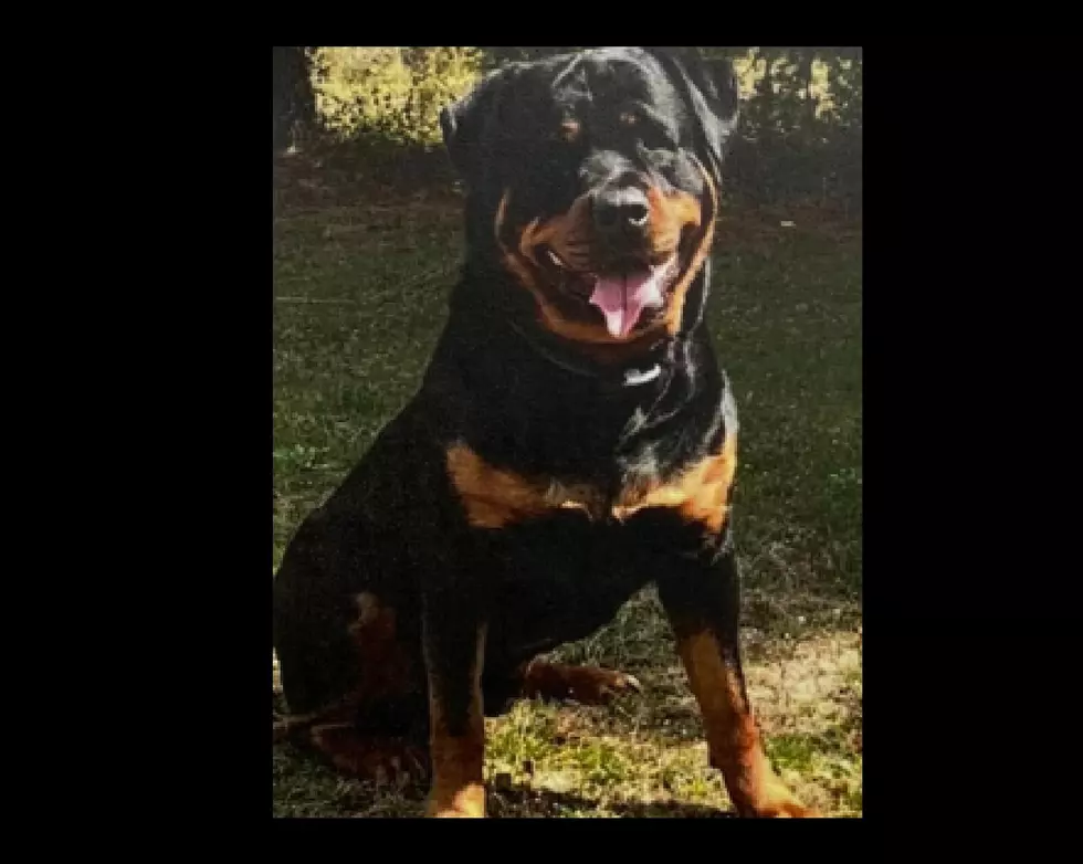 $3,000 Reward Offered for Missing South Seaville NJ Dog