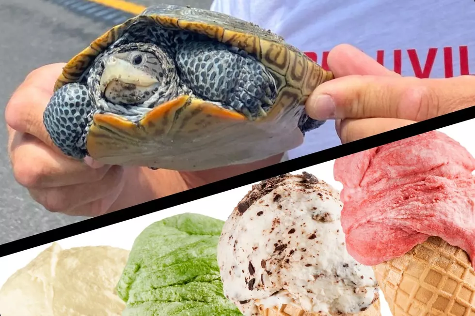 Save A Turtle And Score Something Sweet In Strathmere, NJ