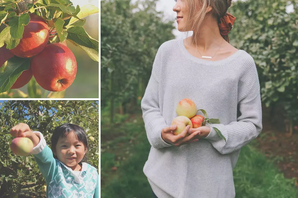 The 6 Best Places For Apple Picking In South Jersey This Fall