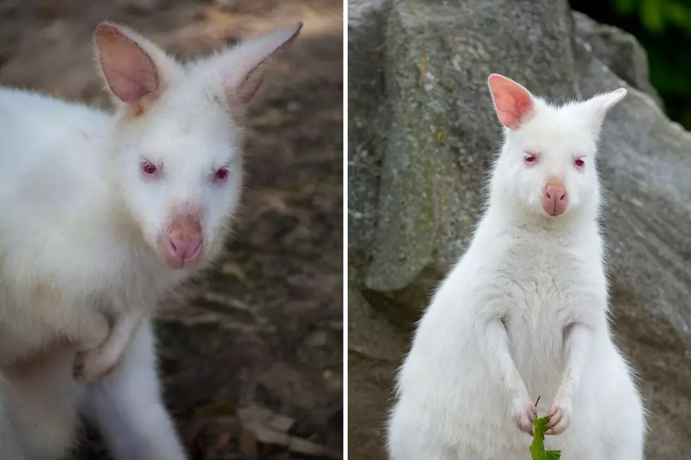 Cape May Zoo Has A New Resident! Meet Ghost, The Albino Wallaby