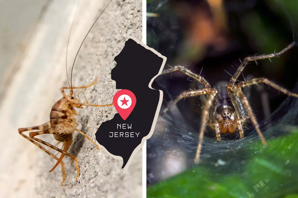No More Spotted Lanternflies! It’s Camel Cricket & Wolf Spider Season In NJ