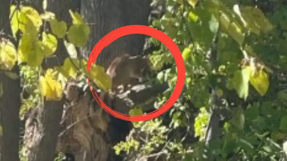 More Mountain Lion Sightings From Around  Jersey &#8211; and a Photo!