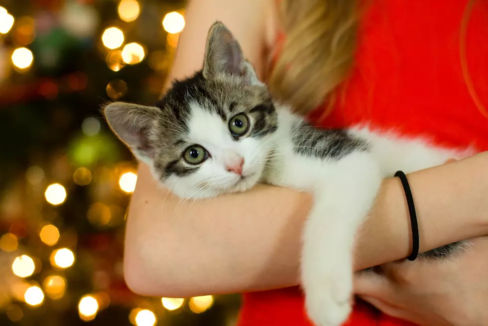 Spare The South Jersey Shelters &#038; Skip Giving Pets As Holiday Gifts This Year