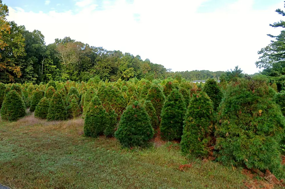 Still Need A Tree? Get One To Support A Family In Need In Mullica Township, NJ