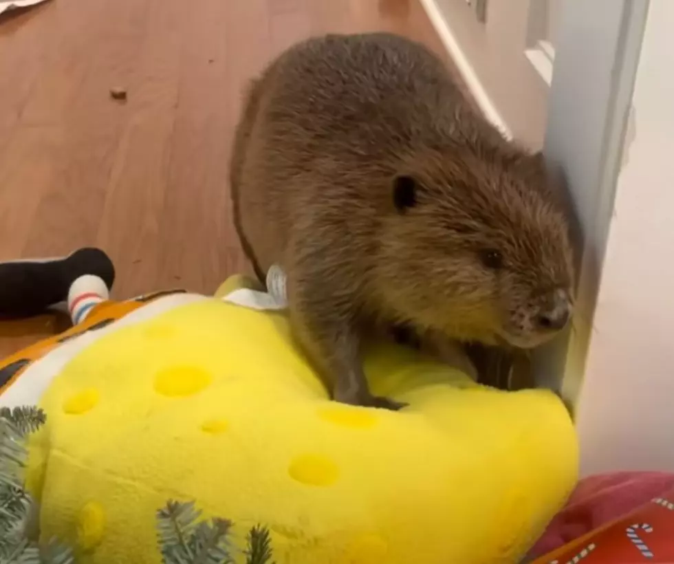Hey Jersey! Here&#8217;s Proof You Need a Beaver as a Pet!