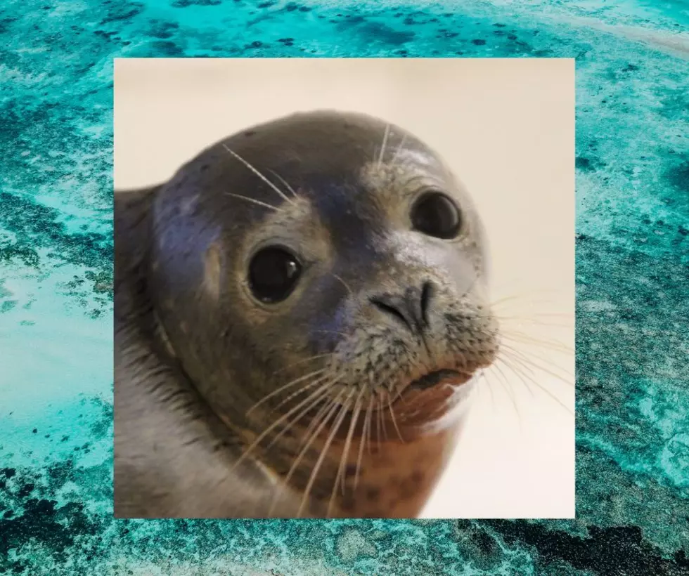 Brigantine’s Stranding Center Saves First Seal of the Season